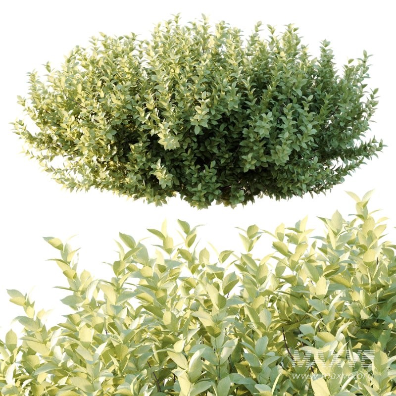 s vary widely among different species and between different English-speaking countries, but include spindle (or spindle tree), burning-bush, strawberry-bush, wahoo, wintercreeper, or simply euonymus. It has about 140 species of deciduous and evergreen shrubs, small trees and lianas. They are mostly native to East Asia, extending to the Himalayas, and they are also distributed in Europe, Australasia, North America, and Madagascar. Fifty species are endemic to China.The inconspicuous flowers occur in small groups, and can be green, yellow, pink or maroon in color depending on species. The leaves are opposite (rarely alternate) and simple ovoid, typically 2–15 cm long, and usually with a finely serrated margin. The fruit is a pink or white four- or five-valved pod-like berry, which splits open to reveal the fleshy-coated orange or red seeds. - Image 3