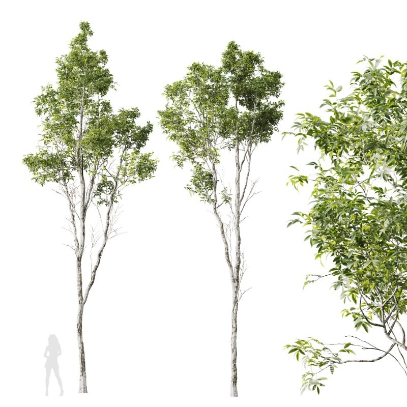 AV 4 trees Castanea Sativa and Betula Pendula - Image 3
