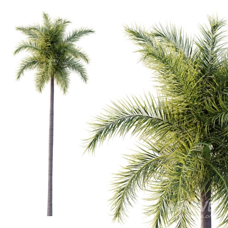 Roystonea Regia Tree 04 - Image 4