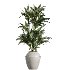 AV Indoor Plants Set 409 Olive Ficus Schefflera Lemon - Thumbnail 1
