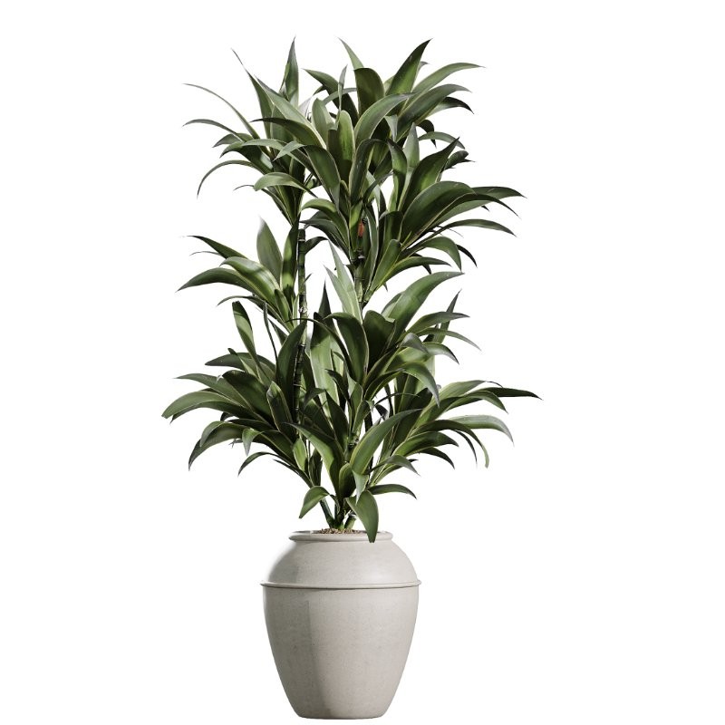AV Indoor Plants Set 409 Olive Ficus Schefflera Lemon - Image 1
