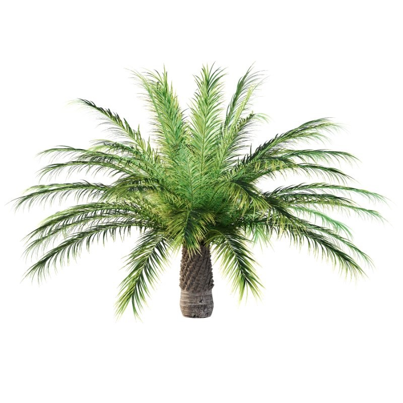 Phoenix roebelenii Palm Trees 04 - Image 4