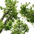 AV Celtis Australis - Thumbnail 3