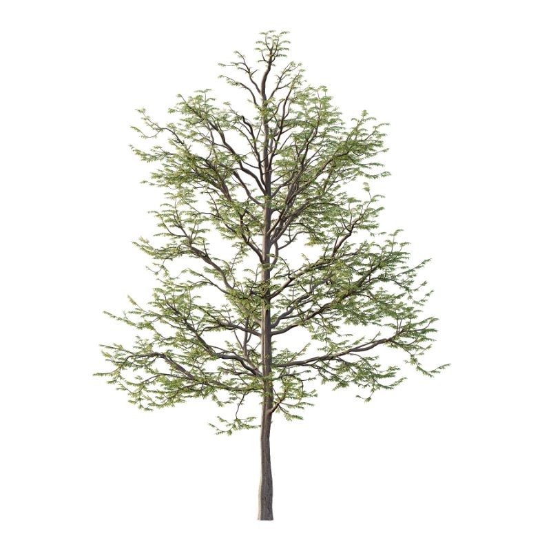 Mountain Ash Tree 013 - Image 1