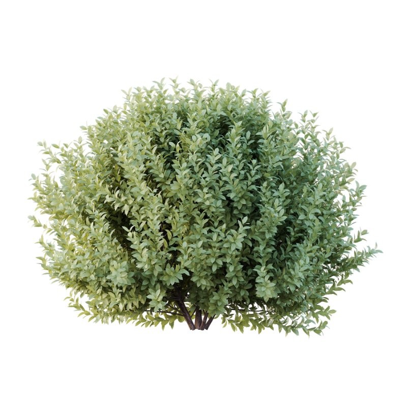 Frutices Fortescue Euonymus 09 - Image 3