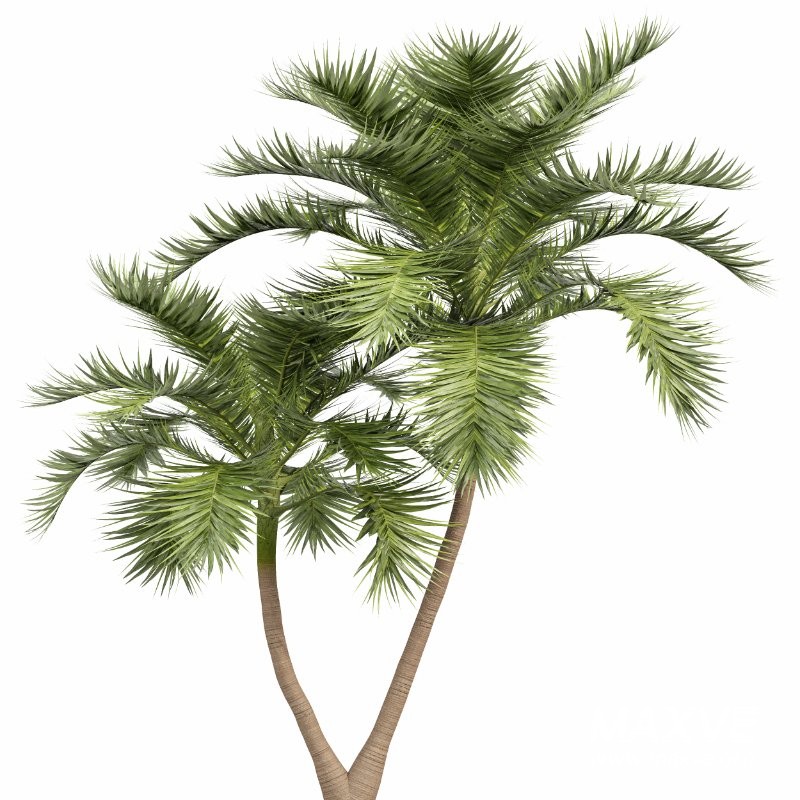 ntal palm fruits that make this species a striking centerpiece in any exterior visualization. - Image 2