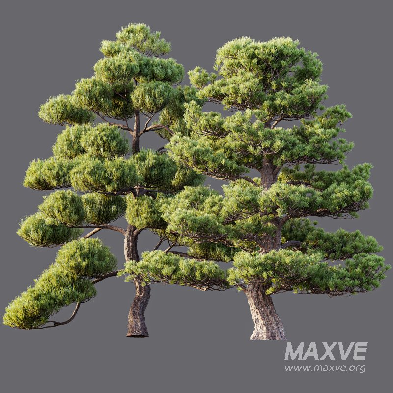 AV 2 trees Pinus Bonsai Sylvestris Pine Parviflora Scotch Contorta - Image 5