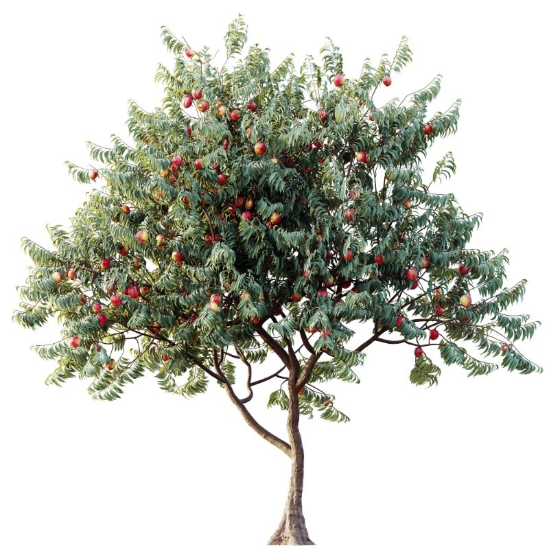 AV Amygdalus Persica Peach Version02 - Image 1