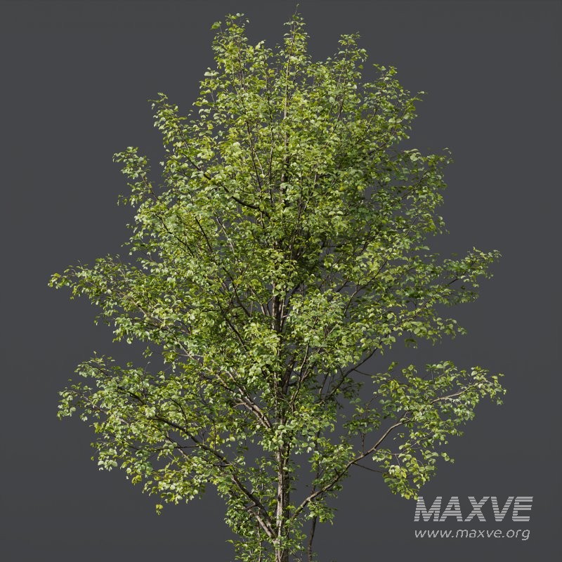 AV Carpinus Betulus and Alnus Glutinosa - Image 1