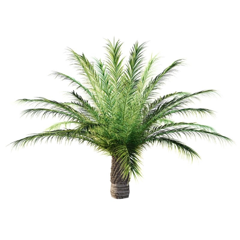 Phoenix roebelenii Palm Trees 04 - Image 1