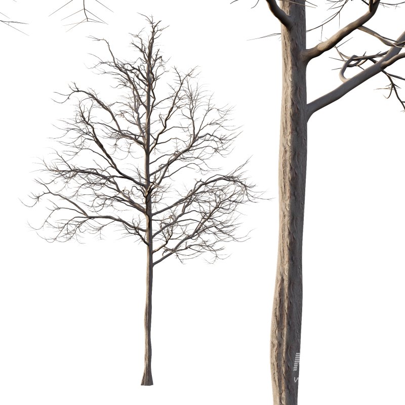 Mountain Ash Tree 06 - Image 3