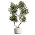 AV Indoor Plants Set 408 Banana Ficus Swiss Cheese olive Lemon - Thumbnail 2