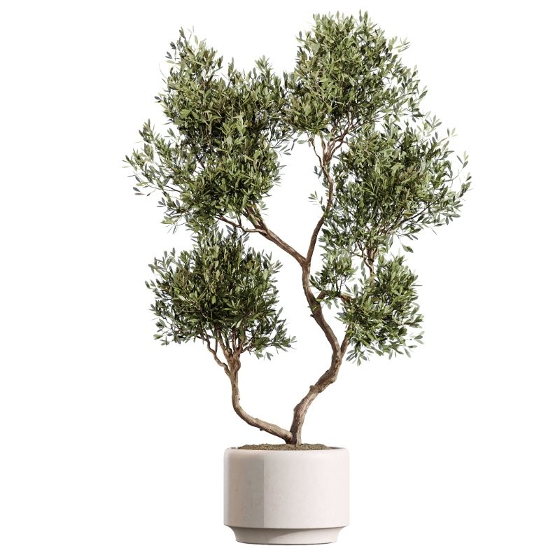 AV Indoor Plants Set 408 Banana Ficus Swiss Cheese olive Lemon - Image 2