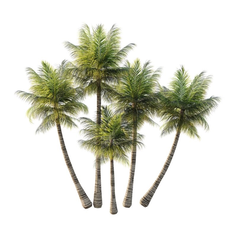 Palm Tree 01 - Image 4