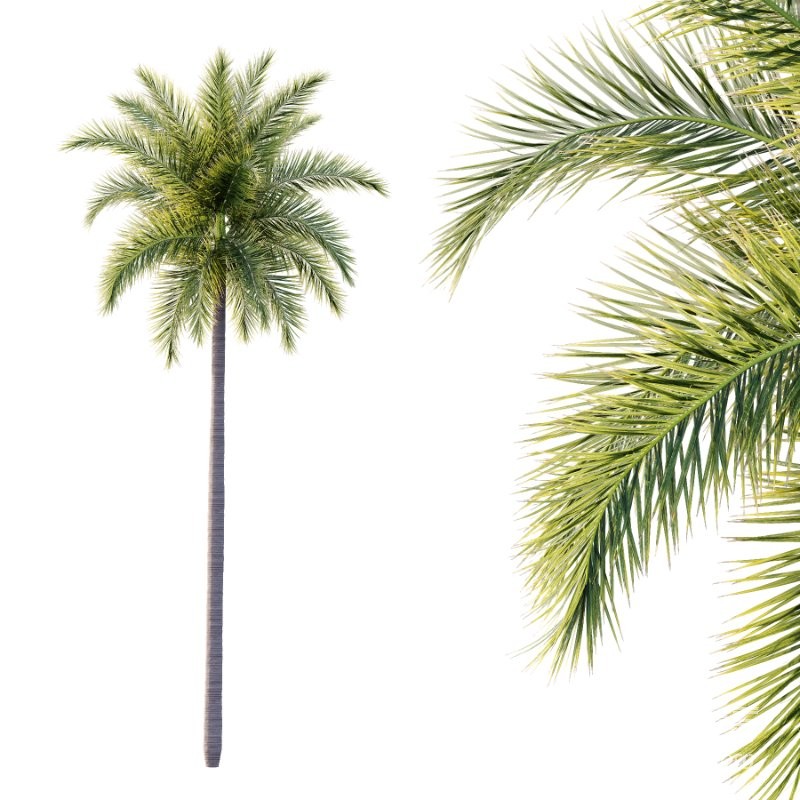 Roystonea Regia Tree 05 - Image 5