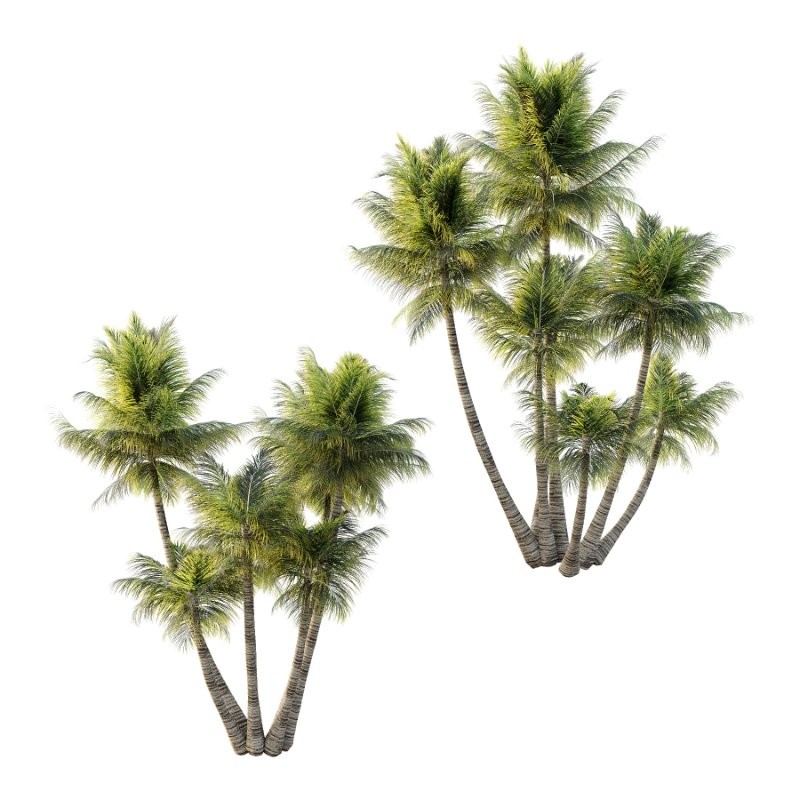 Palm Tree 02 - Image 1