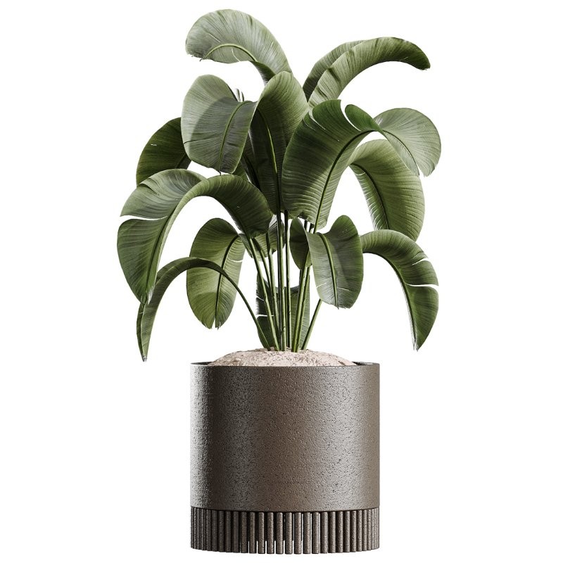 AV Indoor Plants Set 412 Banana Olive Ficus Fig Sansevieria - Image 4