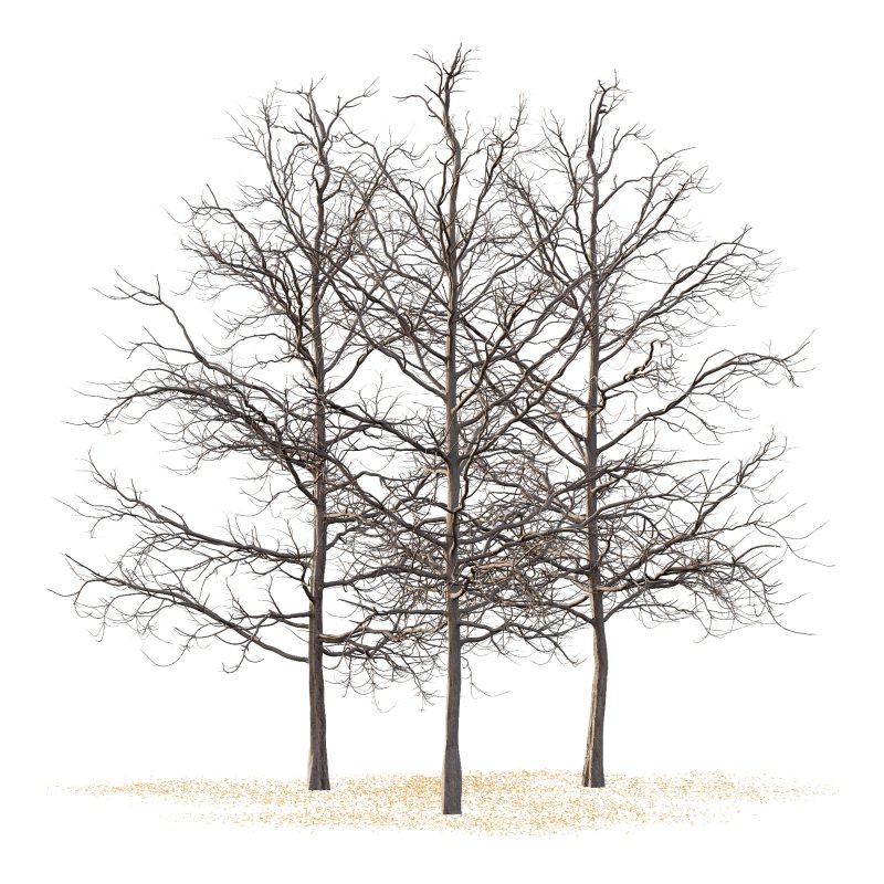 Mountain Ash Tree 03 - Image 1