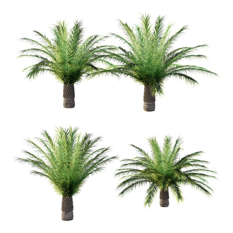 Phoenix roebelenii Palm Trees 04 - Image 5