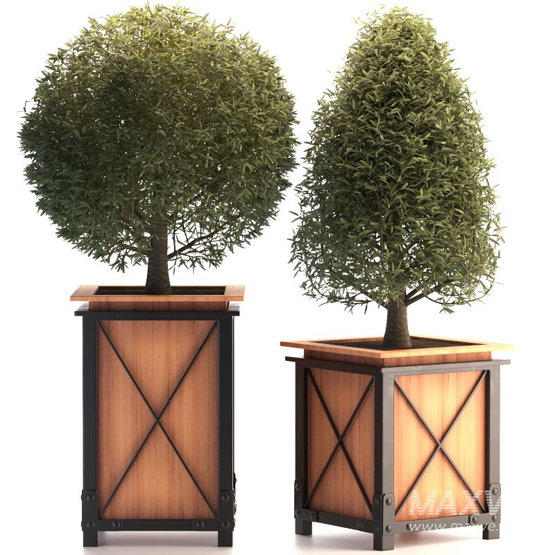 Outdoor Plant 01 - Image 4