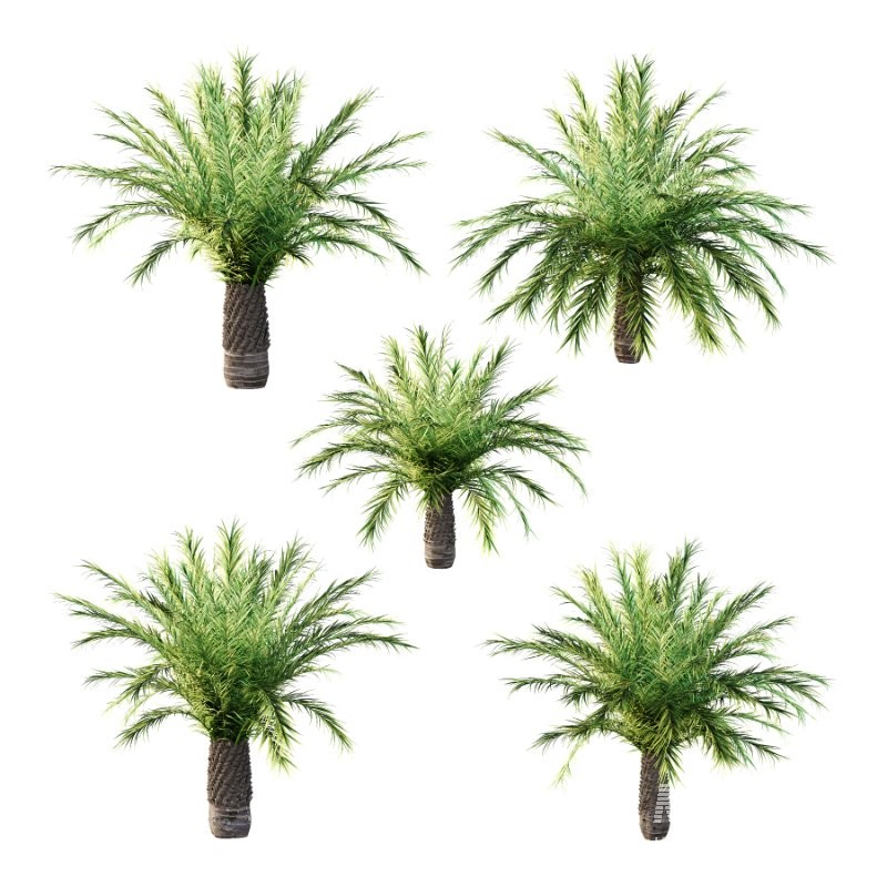 Phoenix roebelenii Palm Trees 03 - Image 6