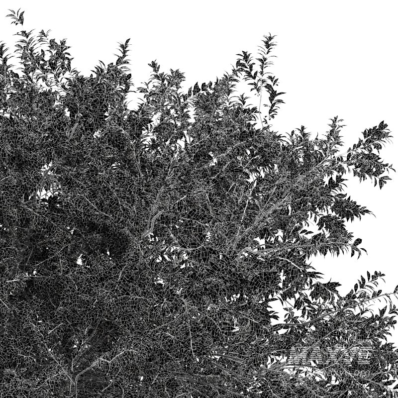 AV Water gum and Carpinus Betulus 3 trees - Image 7