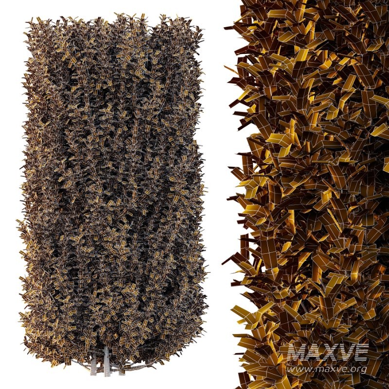 Frutices Fortescue Euonymus 07 - Image 5