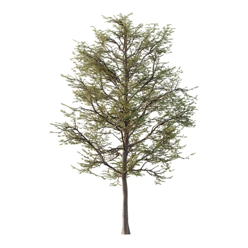 Mountain Ash Tree 12 - Image 2