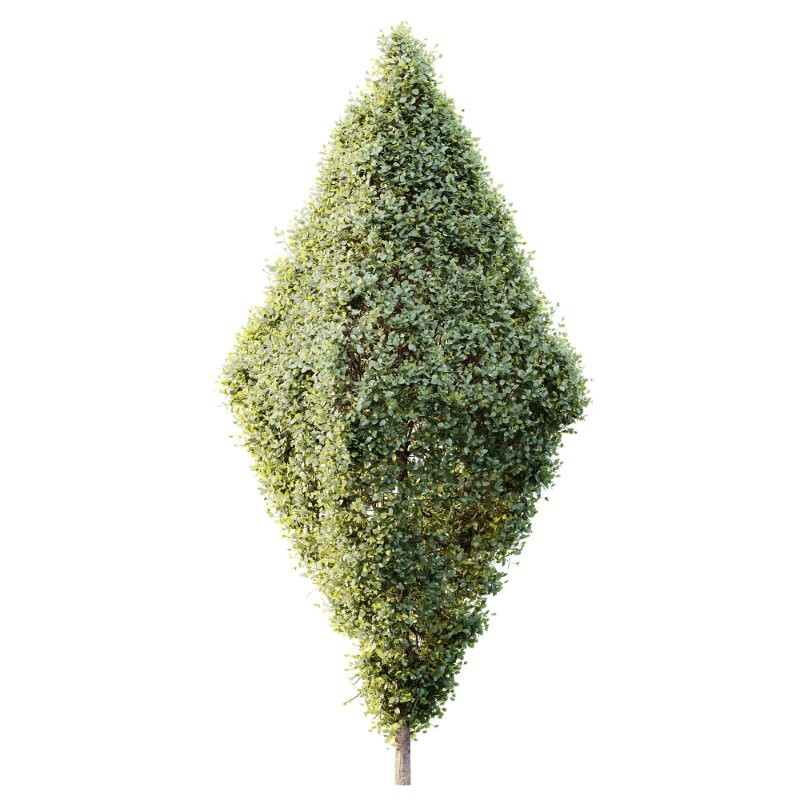 AV Plants Bush Ficus Concinna Bonsai Pruned Version14 - Image 1