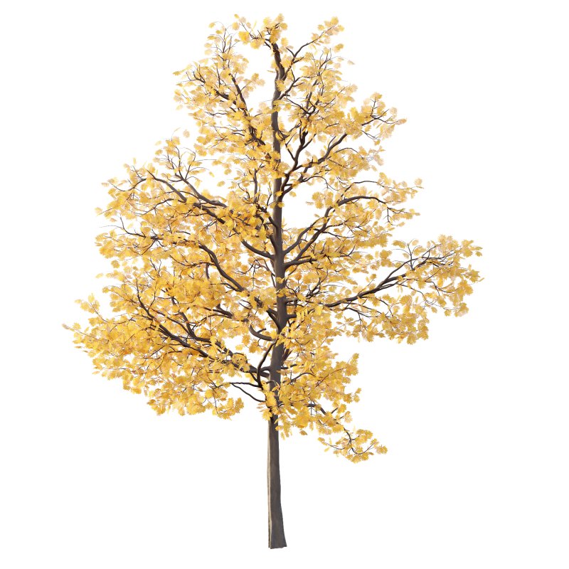 Mountain Ash Tree 01 - Image 4