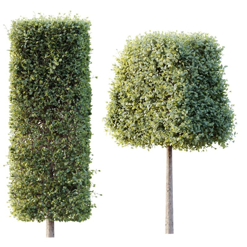 AV Plants Bush Ficus Concinna Bonsai Pruned Version12 - Image 2