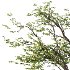 Mountain Ash Tree 013 - Thumbnail 3