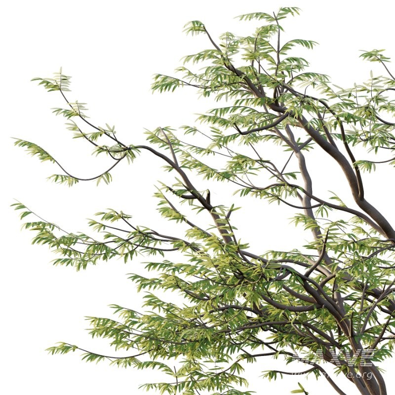 Mountain Ash Tree 013 - Image 3