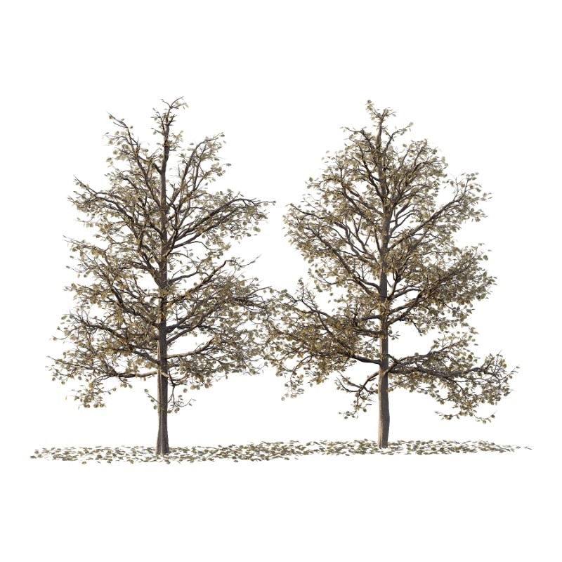 Mountain Ash Tree 17 - Image 4