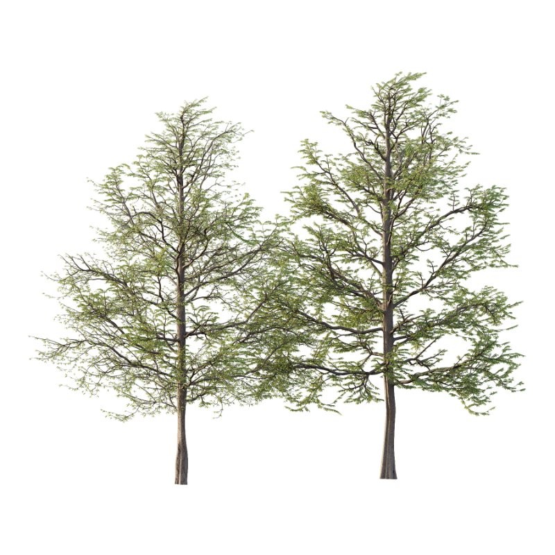 Mountain Ash Tree 15 - Image 4