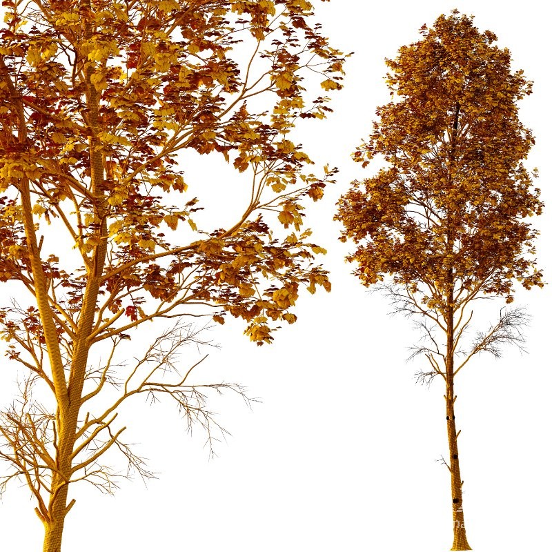 AV Fagus Sylvatica and Acer Pseudoplatanus - Image 11