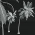 AV Cocos Nucifera 6 palm trees - Thumbnail 8
