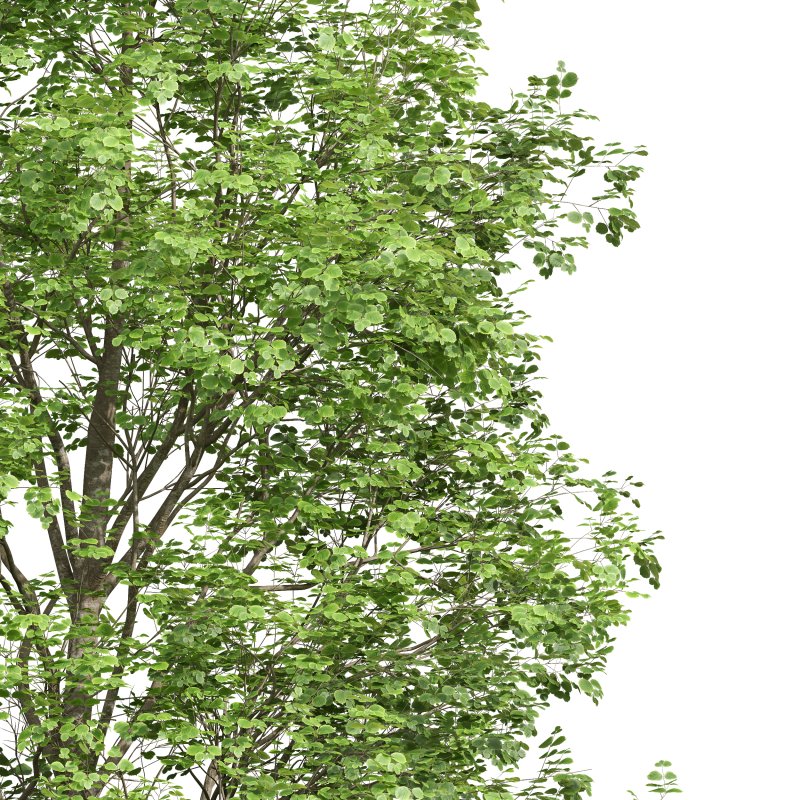 AV Fagus Grandifolia and Fagus Sylvatica - Image 6