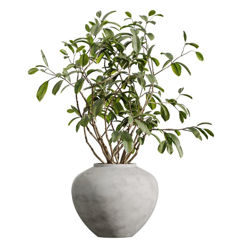 AV Indoor Plants Set 410 Orange Palm Ficus Marginata Olive - Image 2