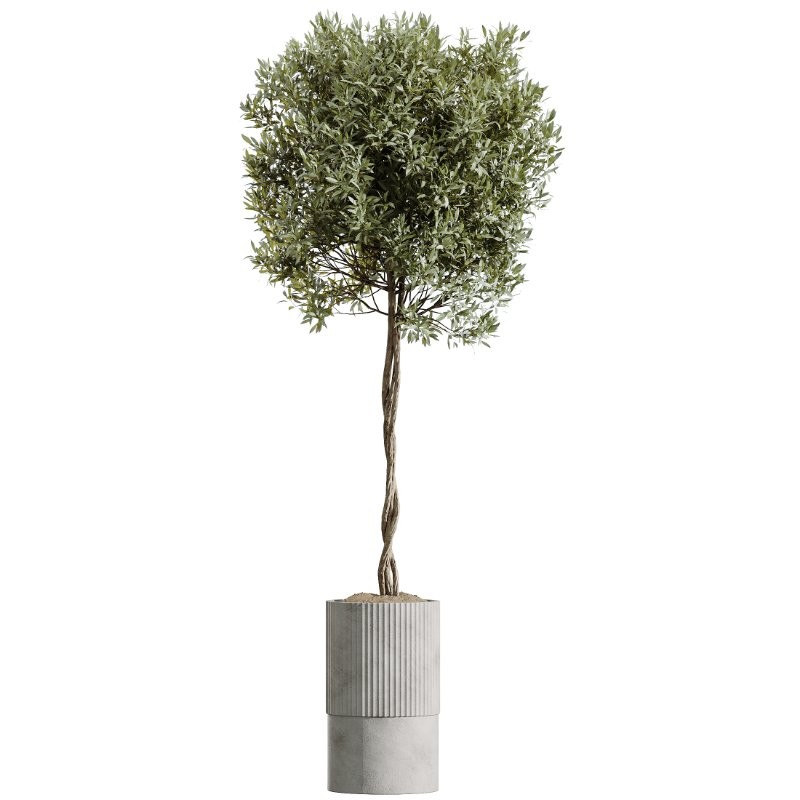 AV Indoor Plants Set 410 Orange Palm Ficus Marginata Olive - Image 4