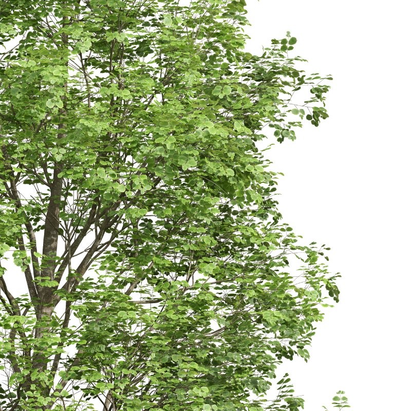 AV Fagus Sylvatica and Acer Pseudoplatanus - Image 8