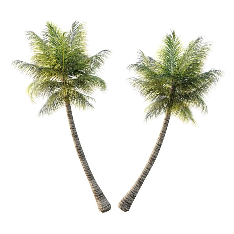 Palm Tree 01 - Image 1