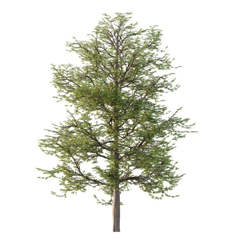 Mountain Ash Tree 14 - Image 2