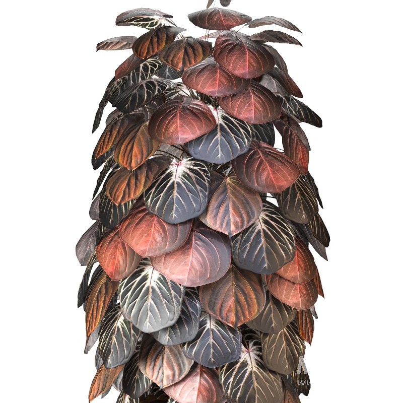 Boho Pot Plants 02 - Image 5