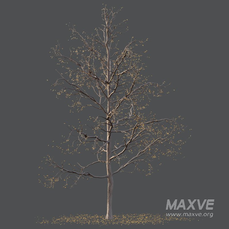 Mountain Ash Tree 02 - Image 5