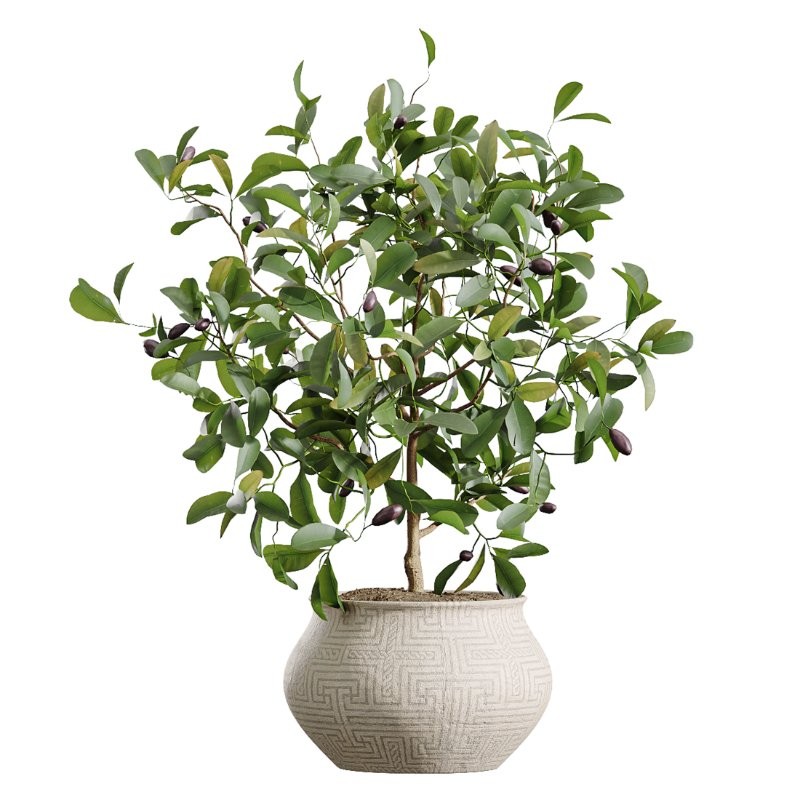 AV Indoor Plants Set 407 Briful Banana Palm Ficus Binnendijkii - Image 2