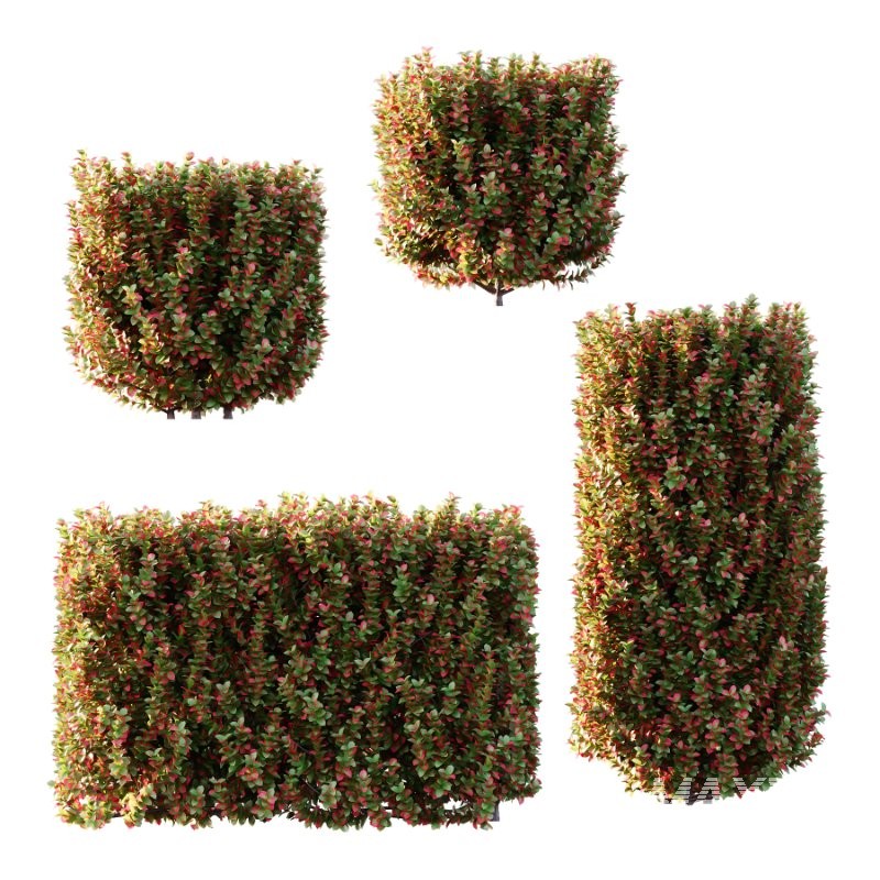 s vary widely among different species and between different English-speaking countries, but include spindle (or spindle tree), burning-bush, strawberry-bush, wahoo, wintercreeper, or simply euonymus. It has about 140 species of deciduous and evergreen shrubs, small trees and lianas. They are mostly native to East Asia, extending to the Himalayas, and they are also distributed in Europe, Australasia, North America, and Madagascar. Fifty species are endemic to China. - Image 4