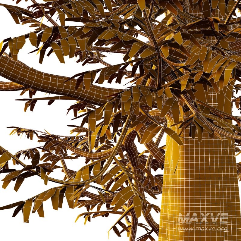 Mountain Ash Tree 14 - Image 1