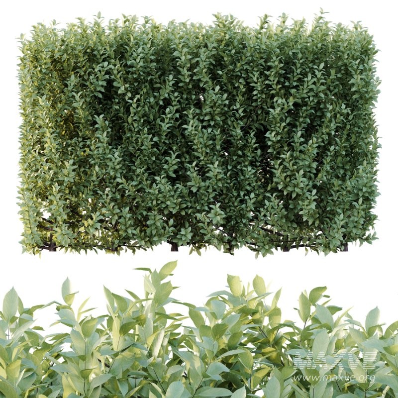 Frutices Fortescue Euonymus 07 - Image 2