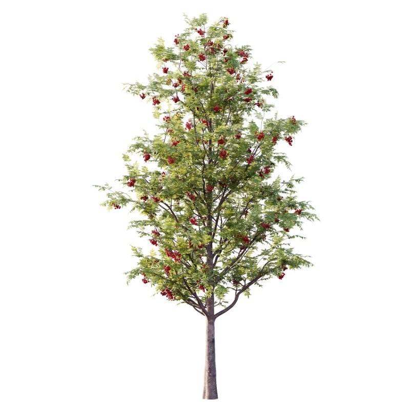 Rowan Fruit Tree 03 - Image 2